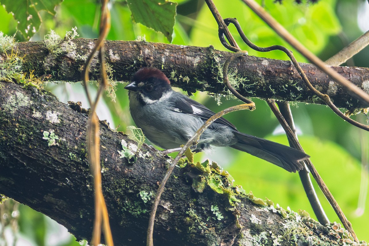 Northern Slaty Brushfinch - ML635407805