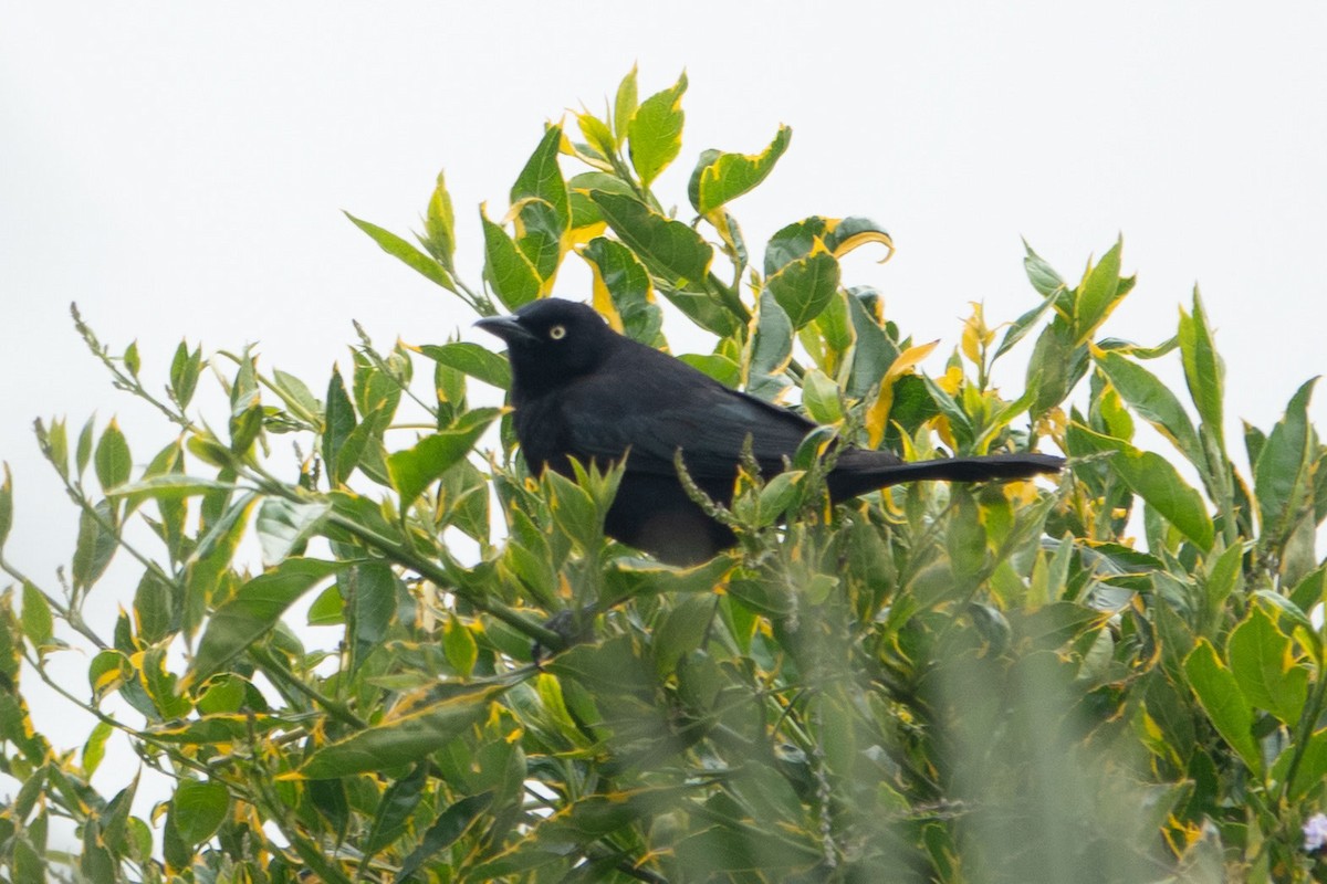 Carib Grackle - ML635407816