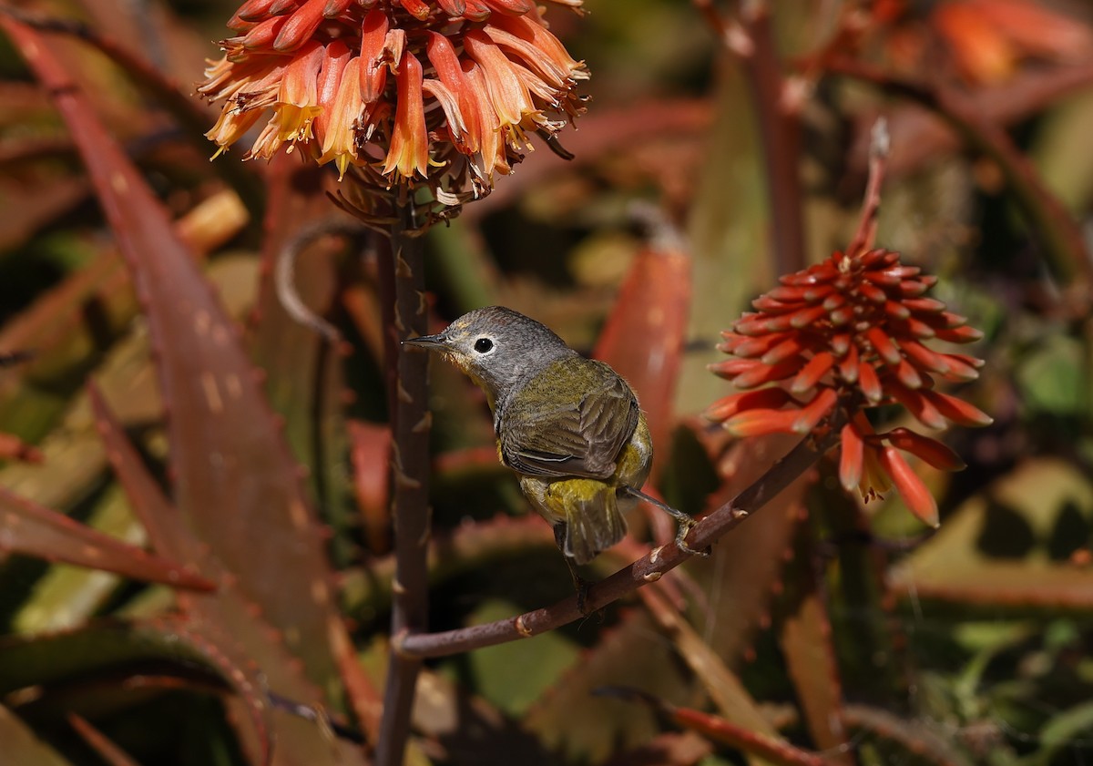 Nashville Warbler - ML635407817