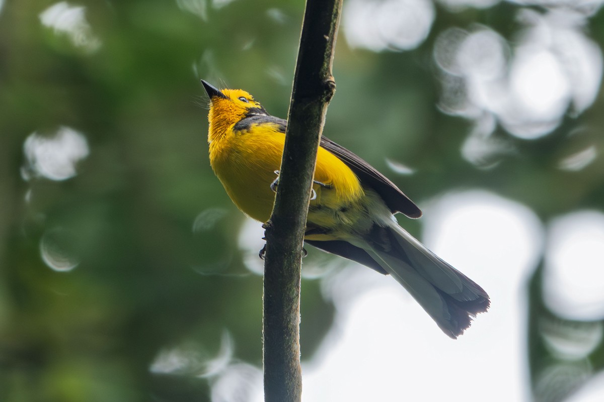 Golden-fronted Redstart - ML635407819