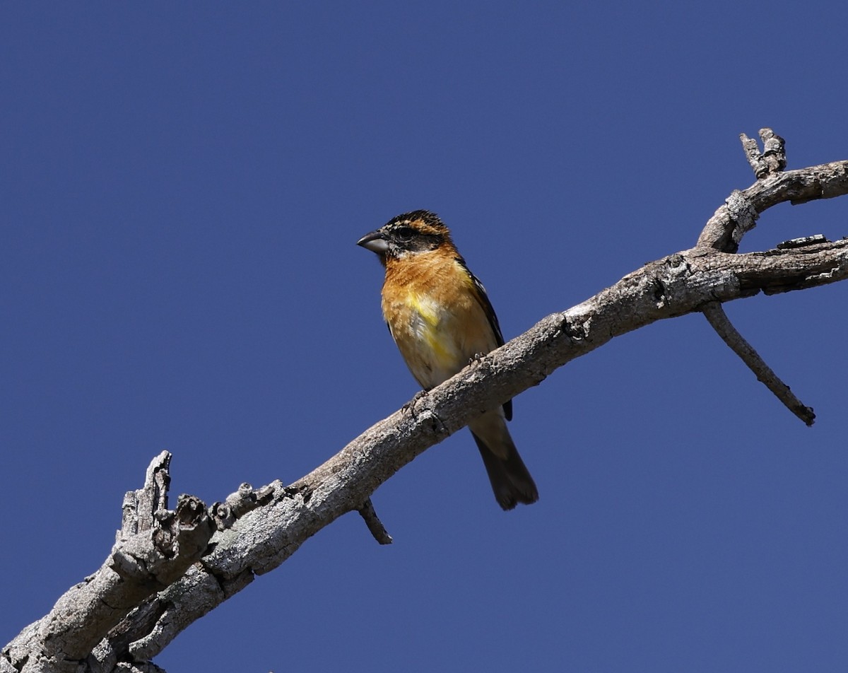 Black-headed Grosbeak - ML635407830