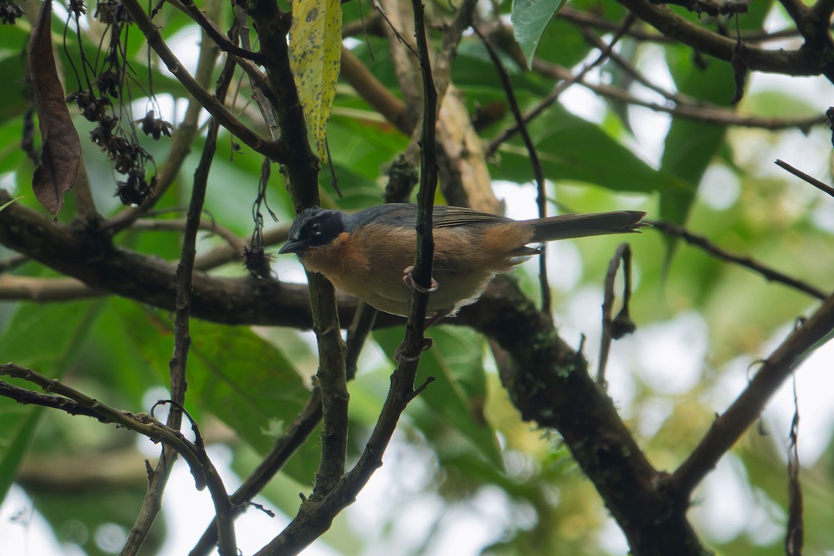 Black-eared Hemispingus - ML635407831