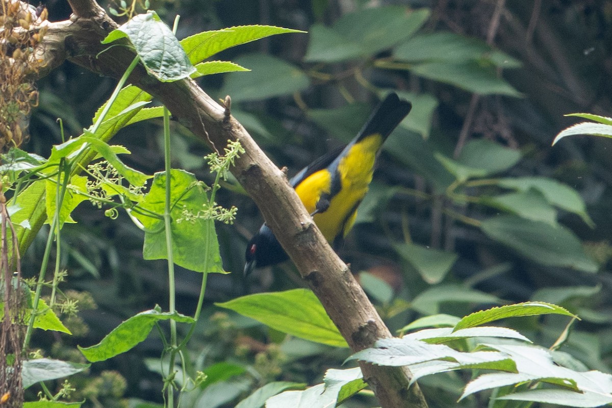 Hooded Mountain Tanager - ML635407837