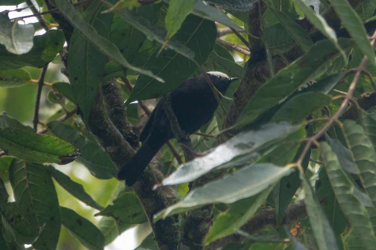 Capped Conebill - ML635407840