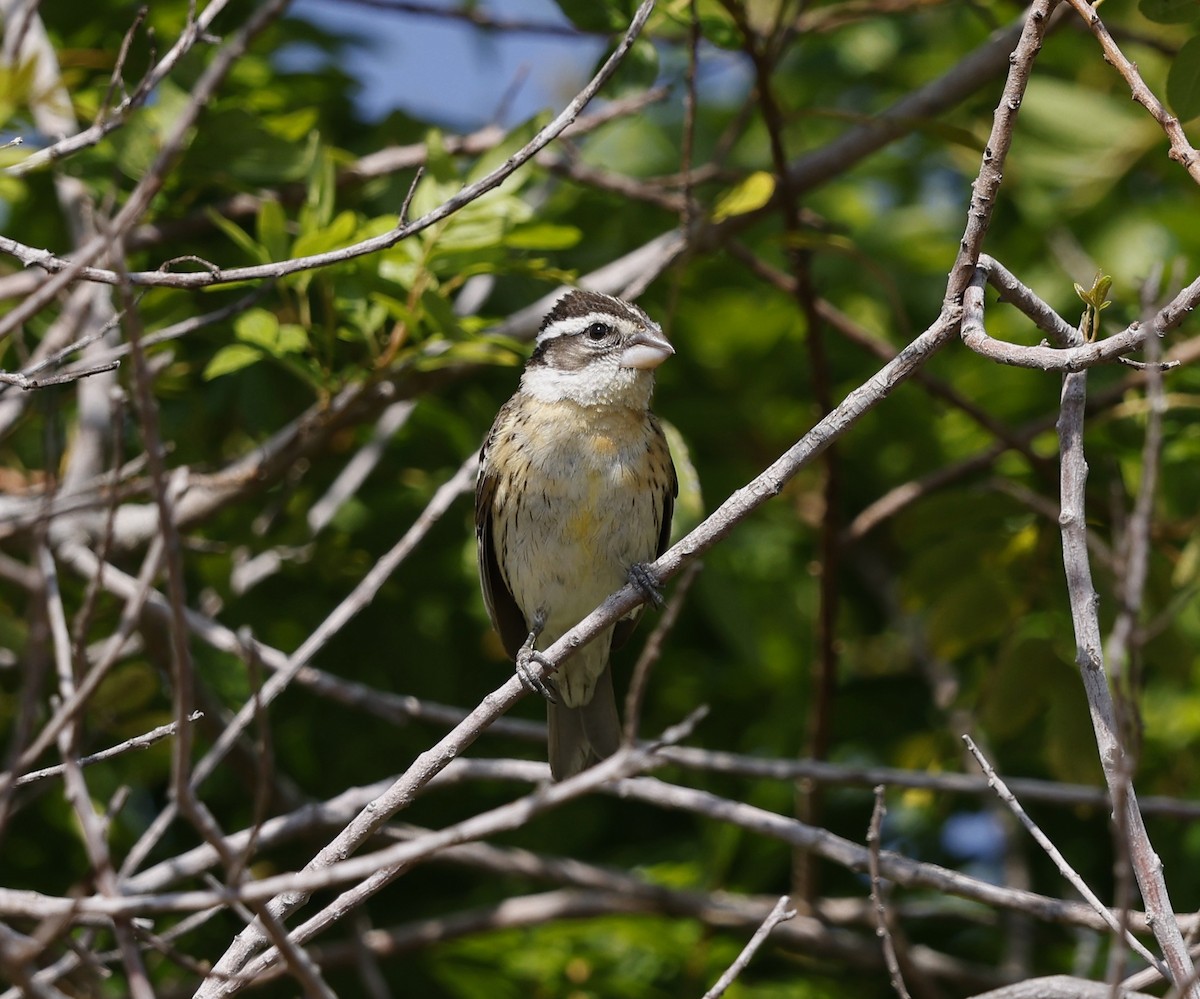 Black-headed Grosbeak - ML635407842