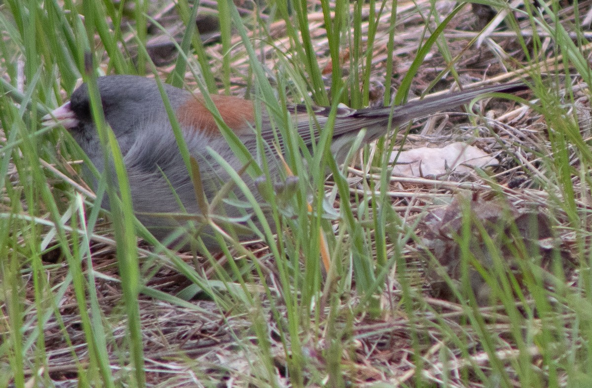 Dark-eyed Junco (Gray-headed) - ML635407846