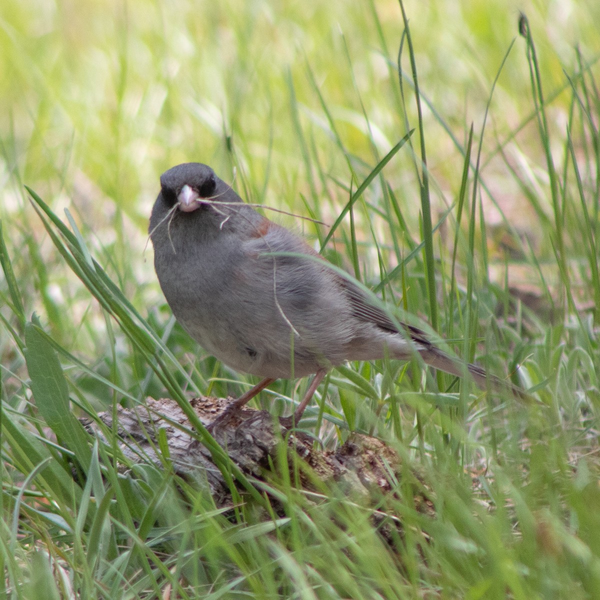 Dark-eyed Junco (Gray-headed) - ML635407847