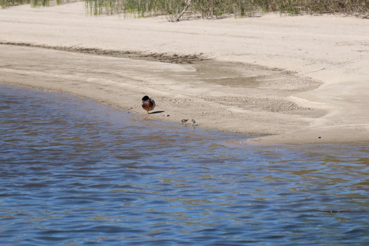 Least Sandpiper - ML635407863