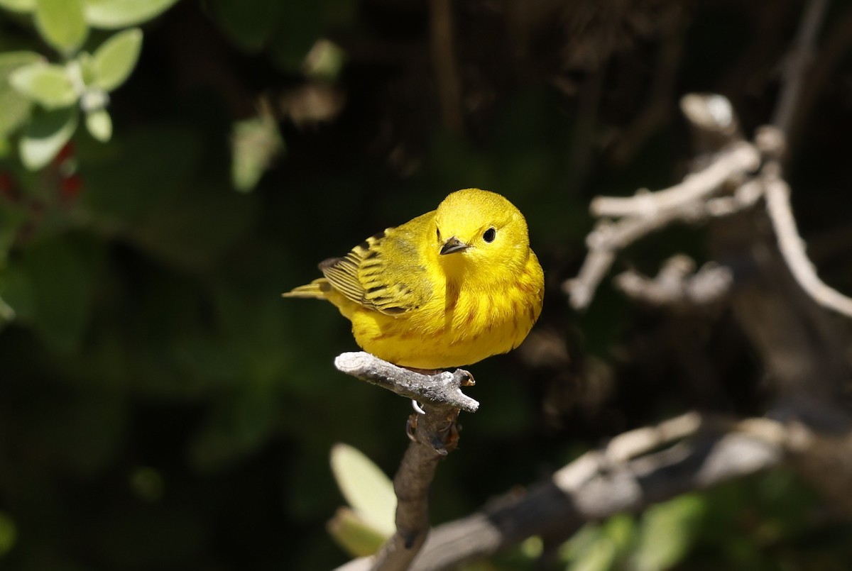 Yellow Warbler - ML635407876