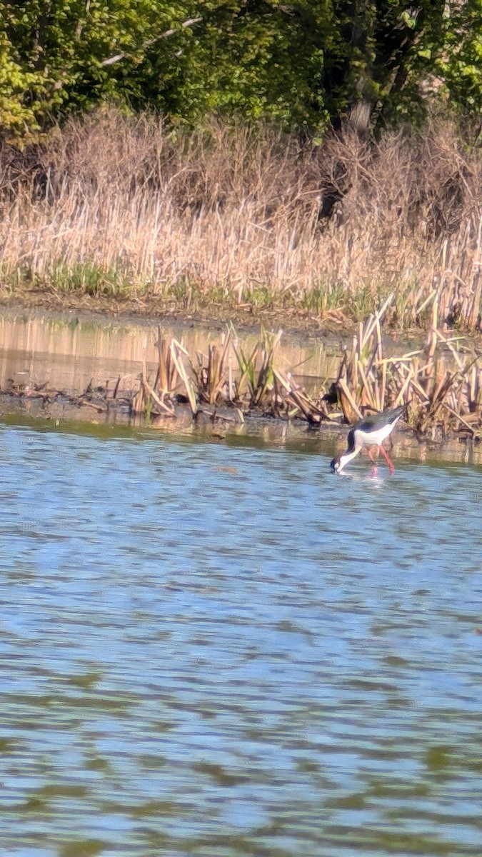 Black-necked Stilt - ML635407910