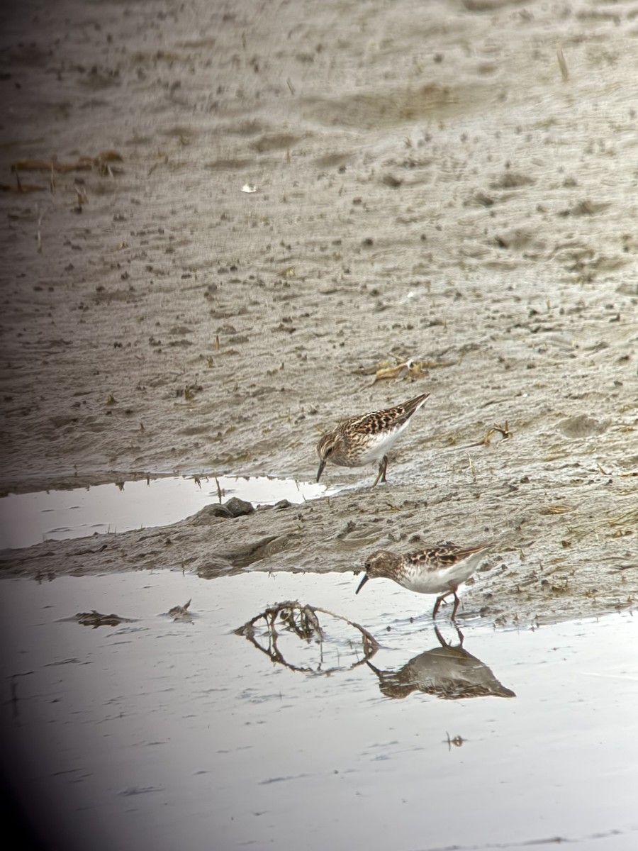 Least Sandpiper - ML635407932