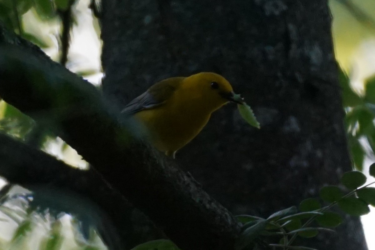 Prothonotary Warbler - ML635407958