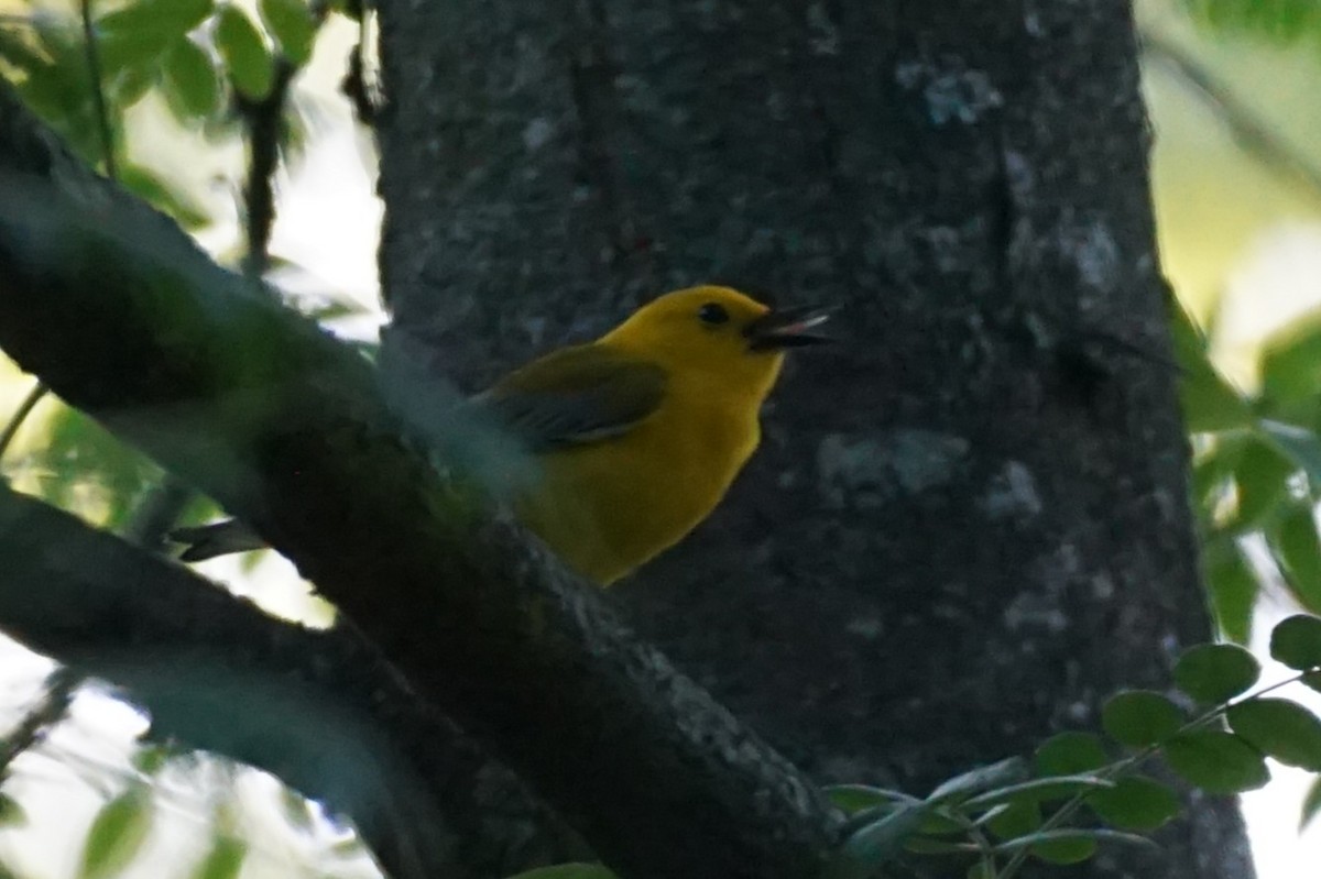 Prothonotary Warbler - ML635407959