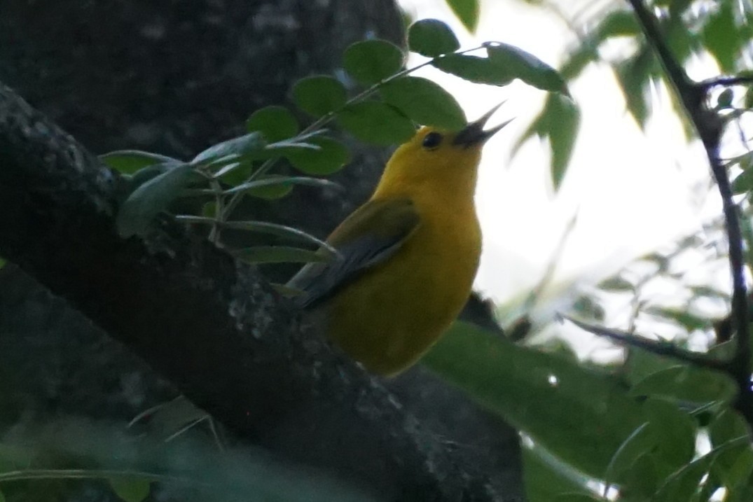 Prothonotary Warbler - ML635407960