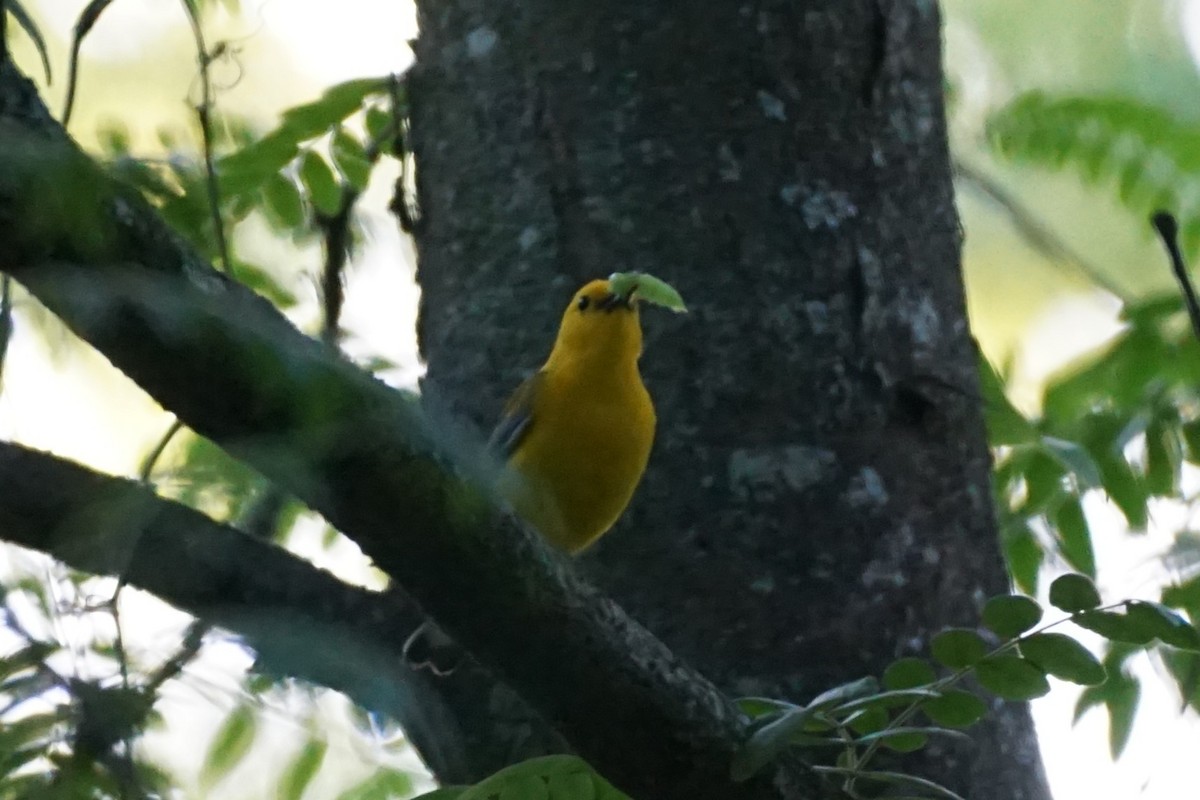 Prothonotary Warbler - ML635407961
