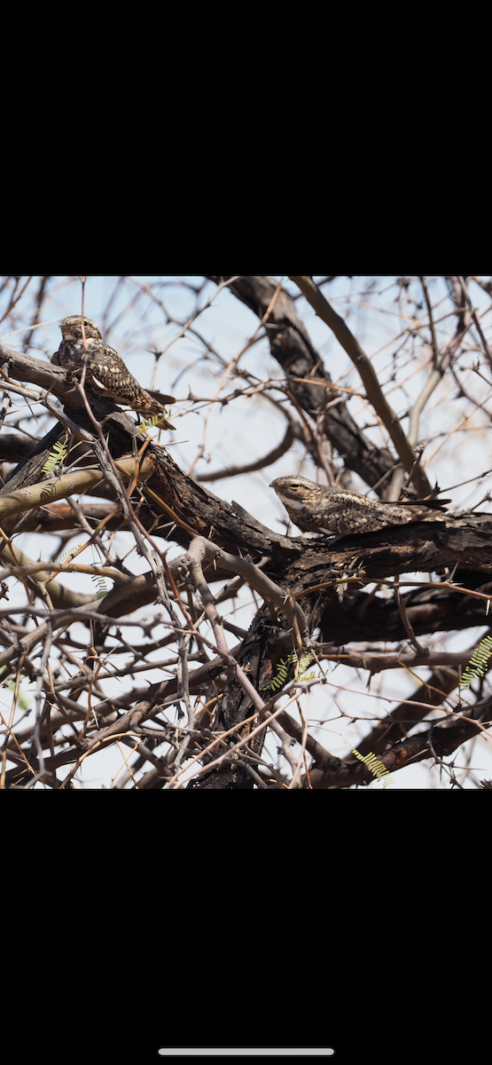 Lesser Nighthawk - ML635408037
