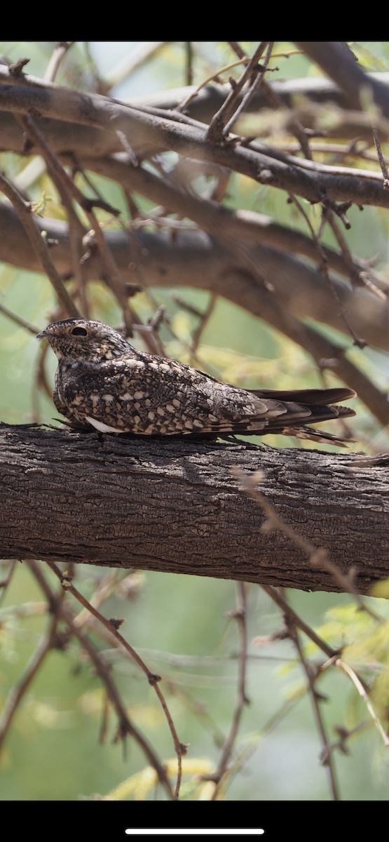 Lesser Nighthawk - ML635408039