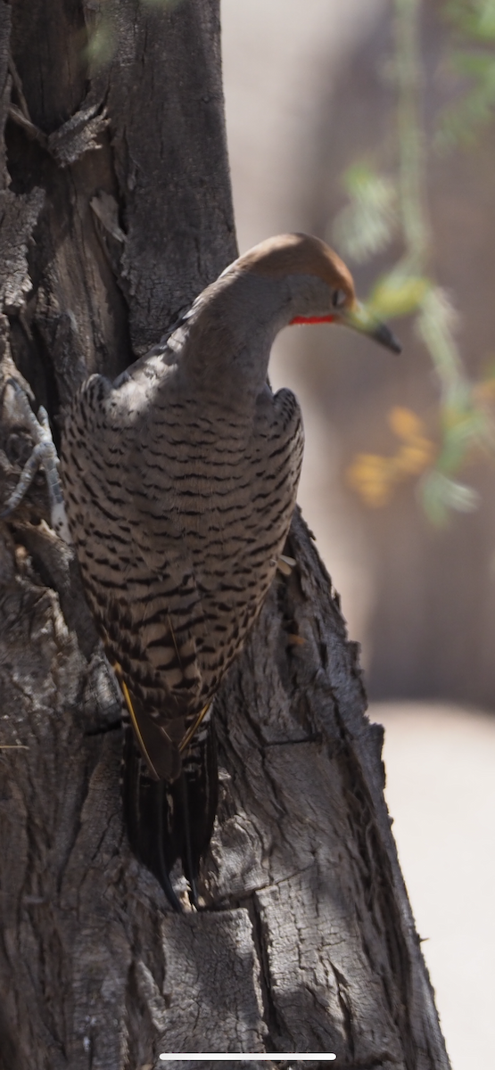 Gilded Flicker - ML635408043