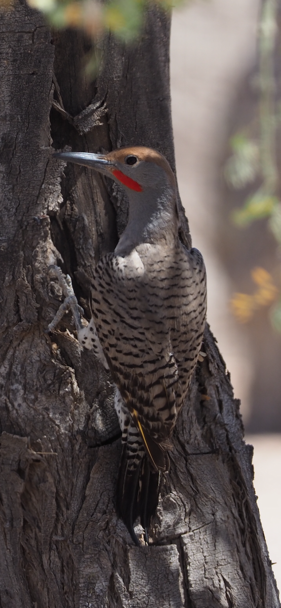 Gilded Flicker - ML635408044