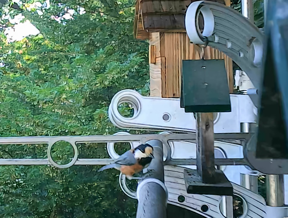 Varied Tit - ML635408048