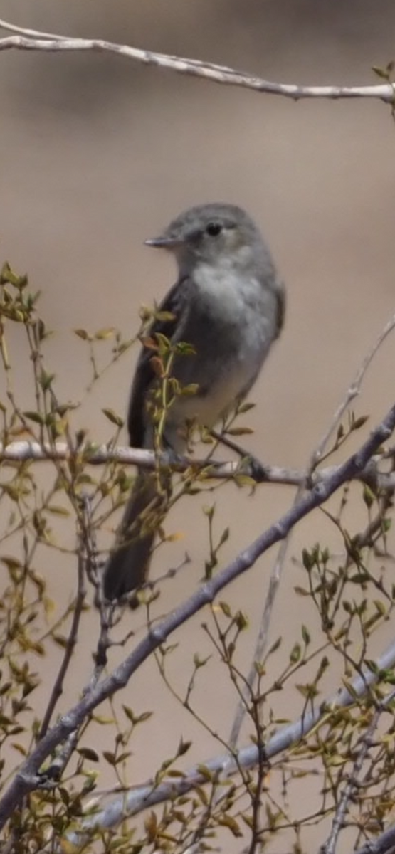 Gray Flycatcher - ML635408062