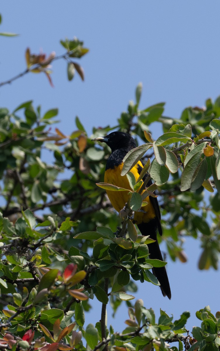 Black-vented Oriole - ML635408080