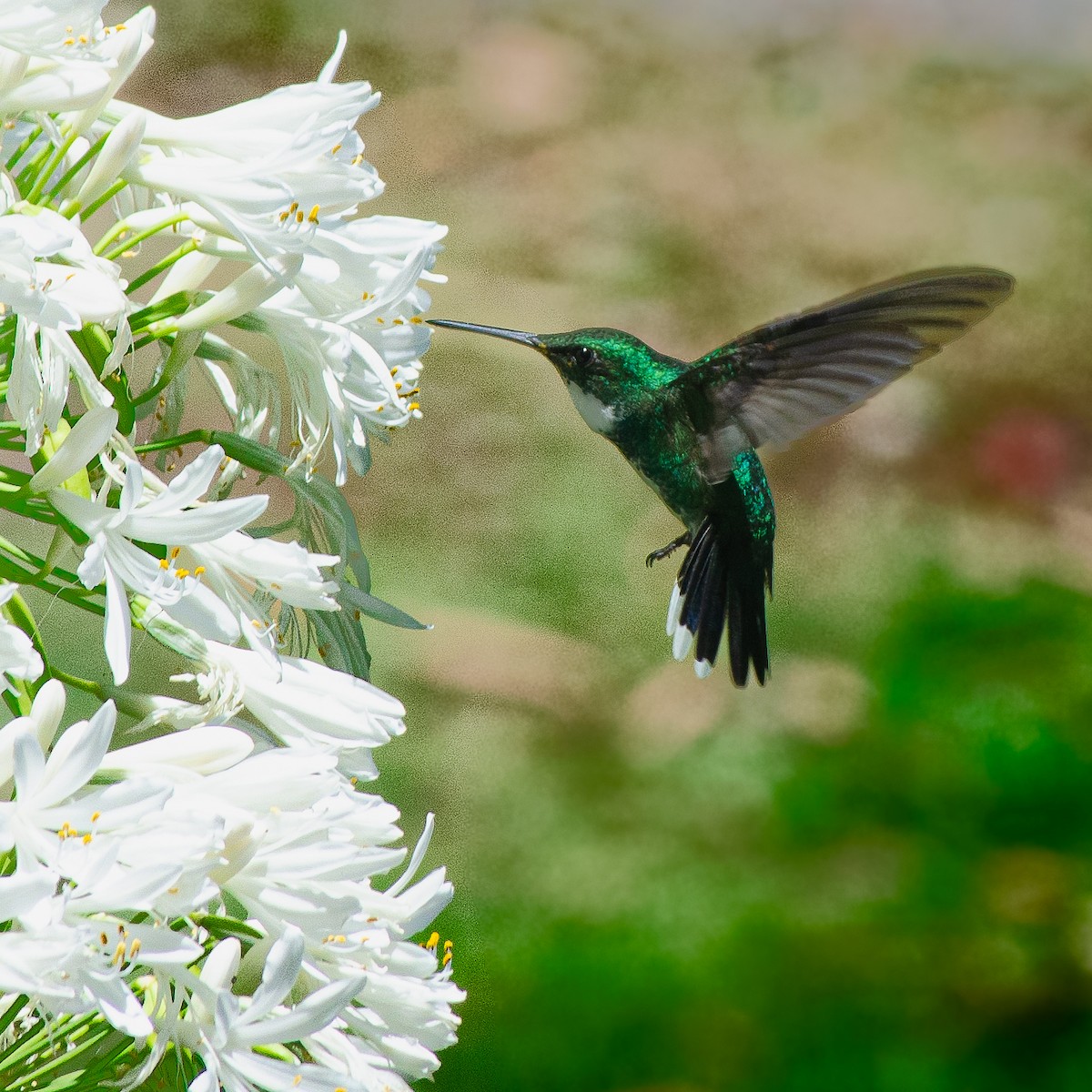 hvitstrupekolibri - ML635408181