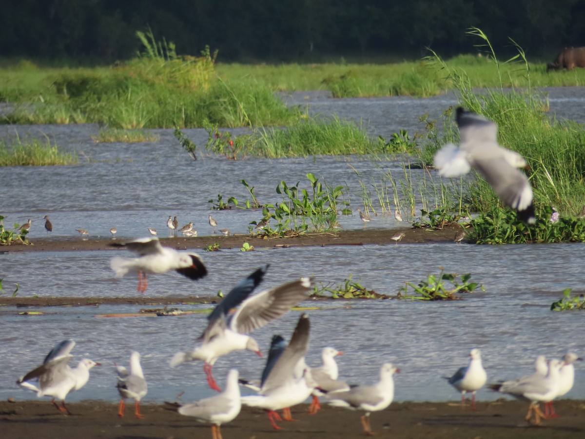 Gray-hooded Gull - ML635408186