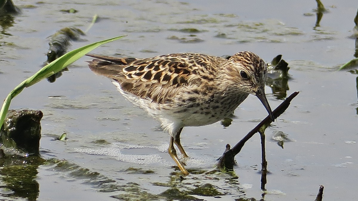 Least Sandpiper - ML635408198
