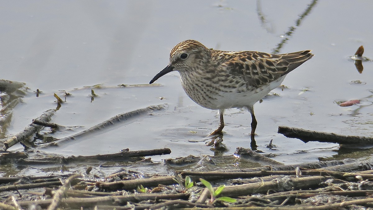 Least Sandpiper - ML635408199