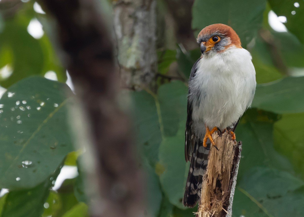 White-rumped Falcon - ML635408245