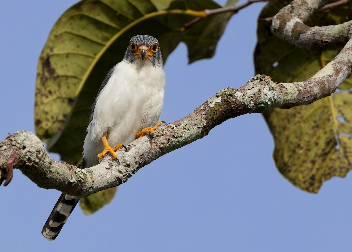 White-rumped Falcon - ML635408249