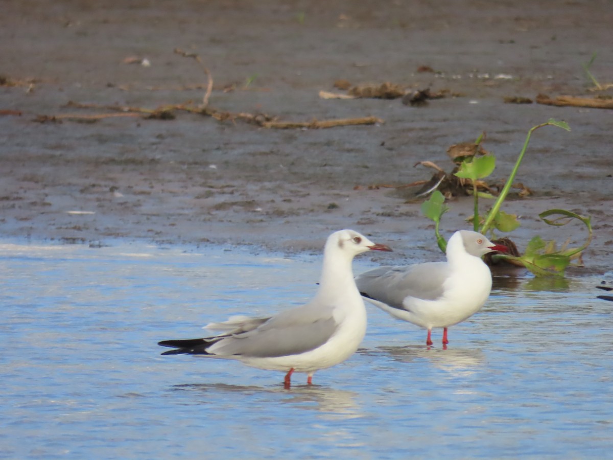 Gray-hooded Gull - ML635408260