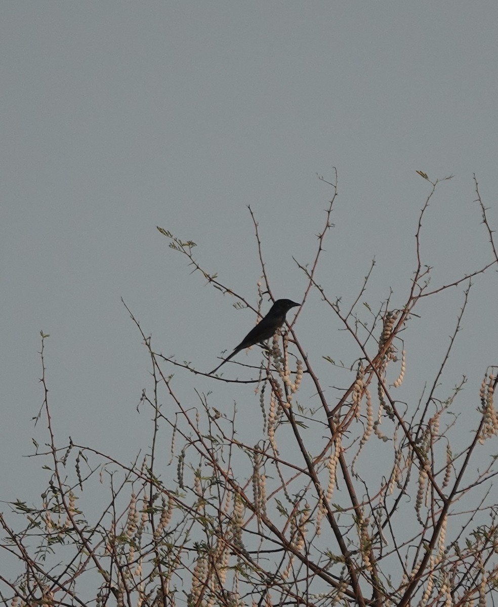 Black Drongo - ML635408263