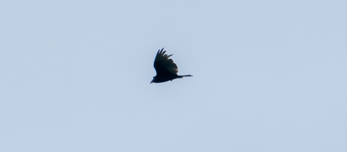 Turkey Vulture - ML635408268