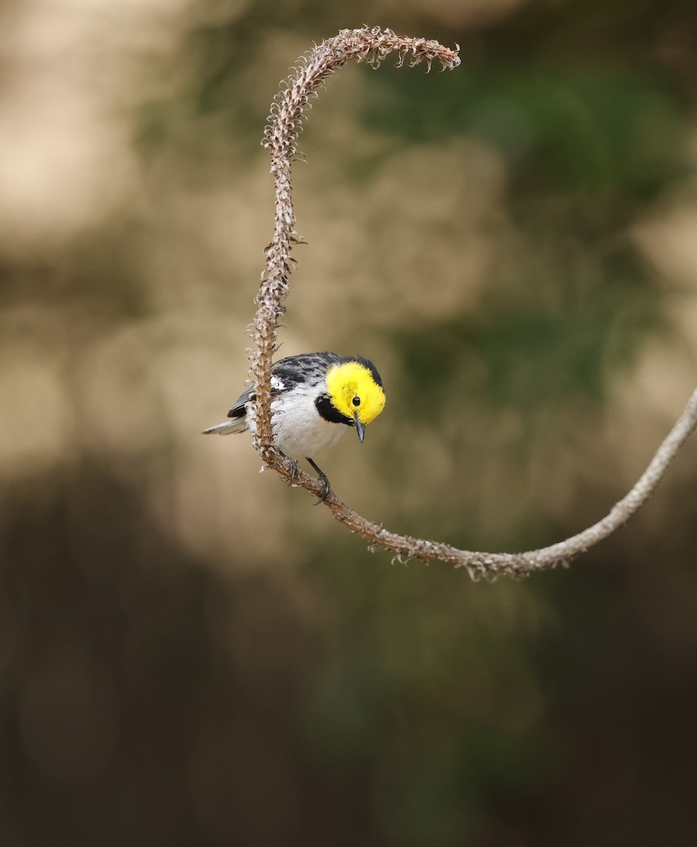 Hermit Warbler - ML635408297
