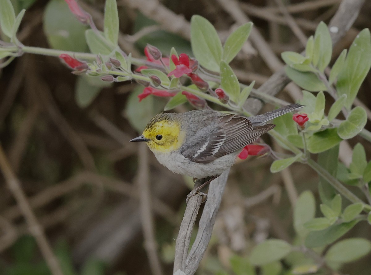 Hermit Warbler - ML635408311