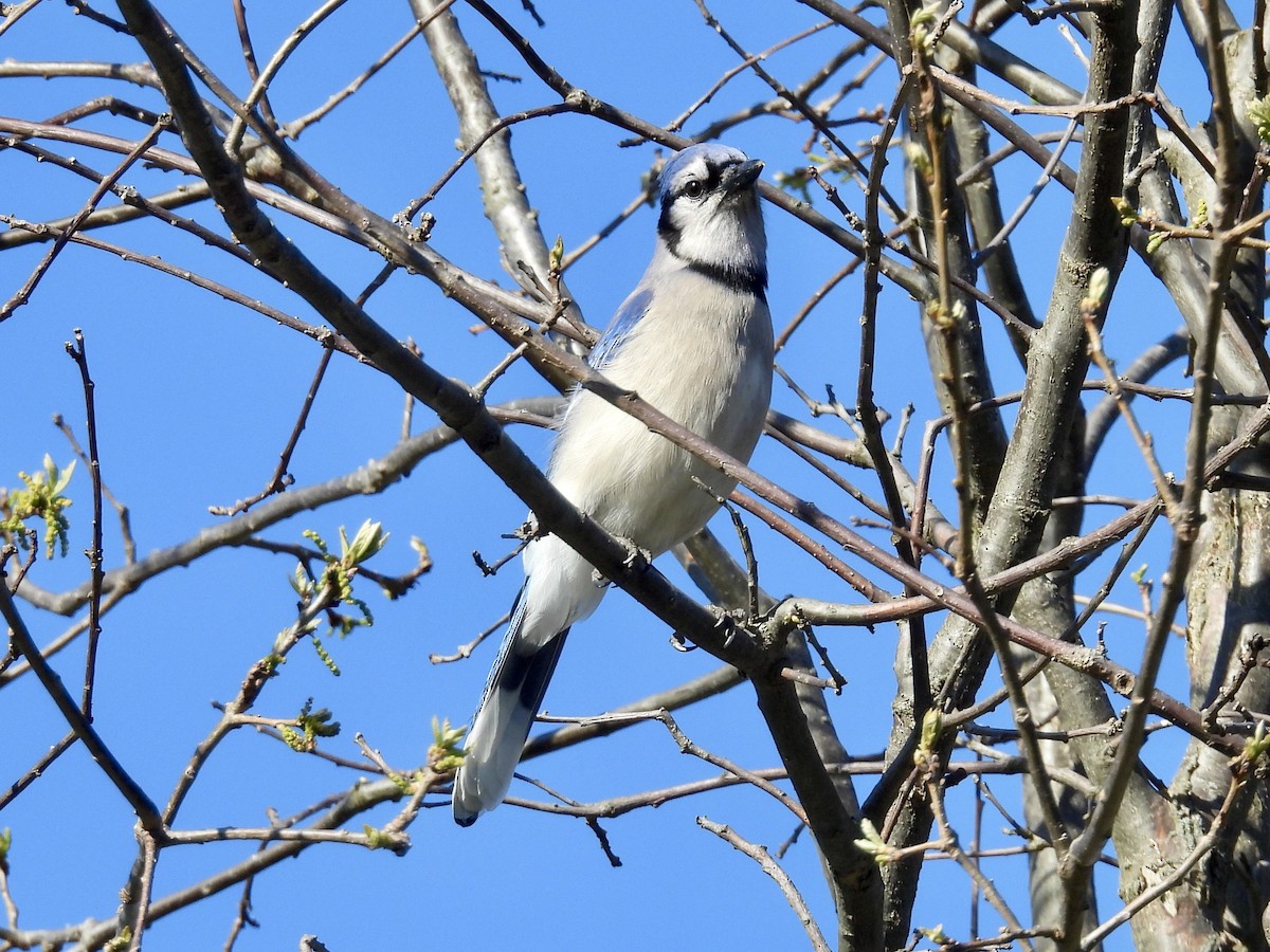 Blauhäher - ML635408330