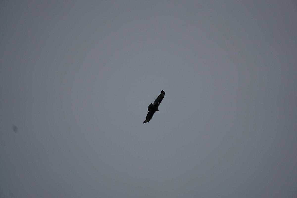 Turkey Vulture - ML635408338