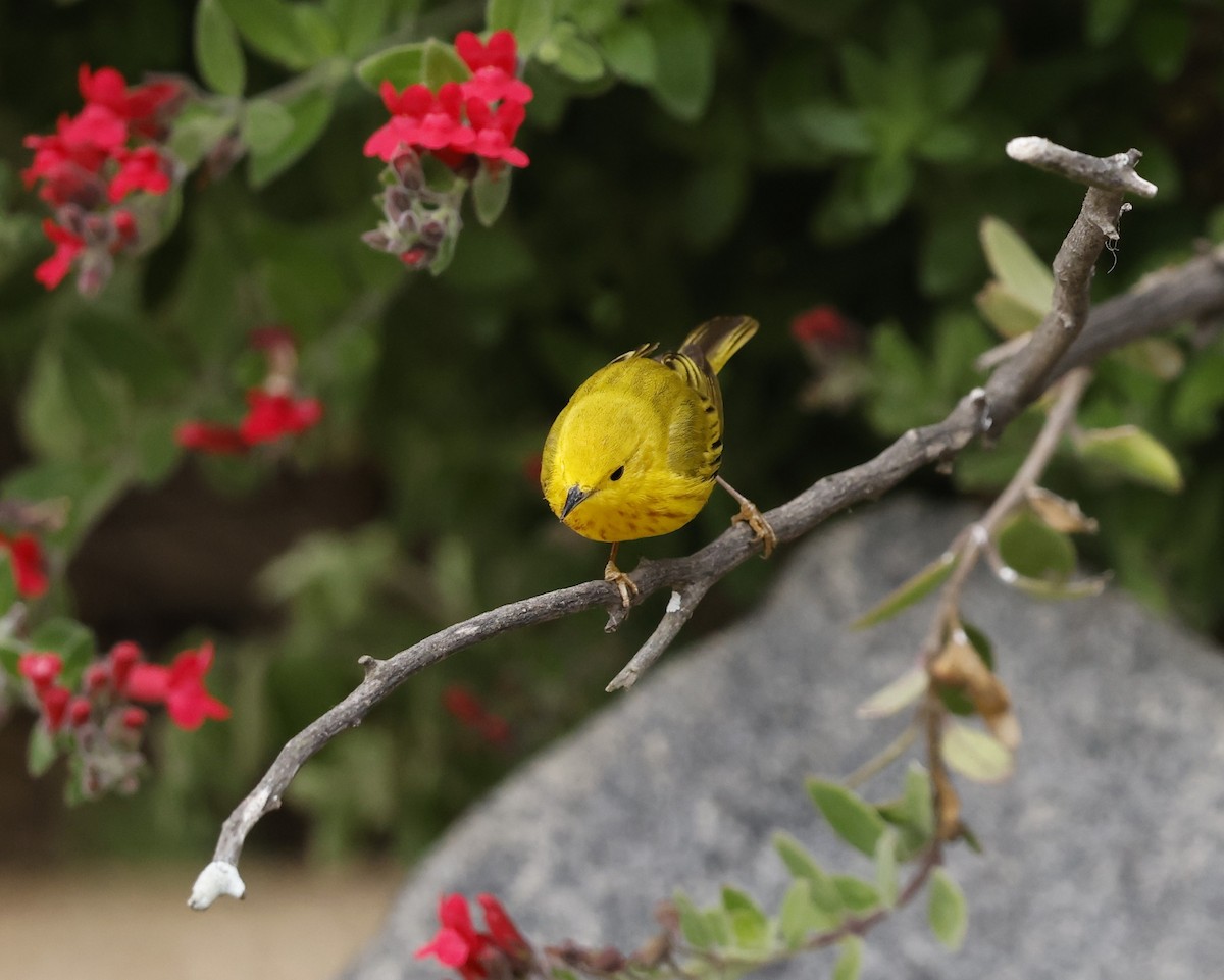 Yellow Warbler - ML635408345