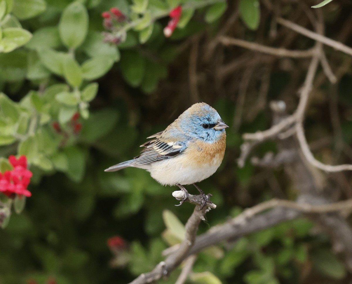 Lazuli Bunting - ML635408362