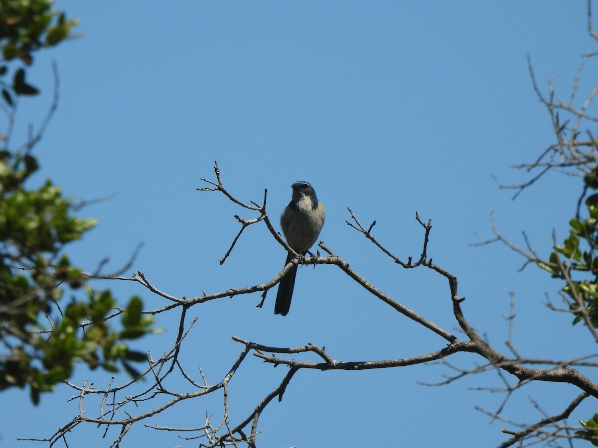 California Scrub-Jay - ML635408426