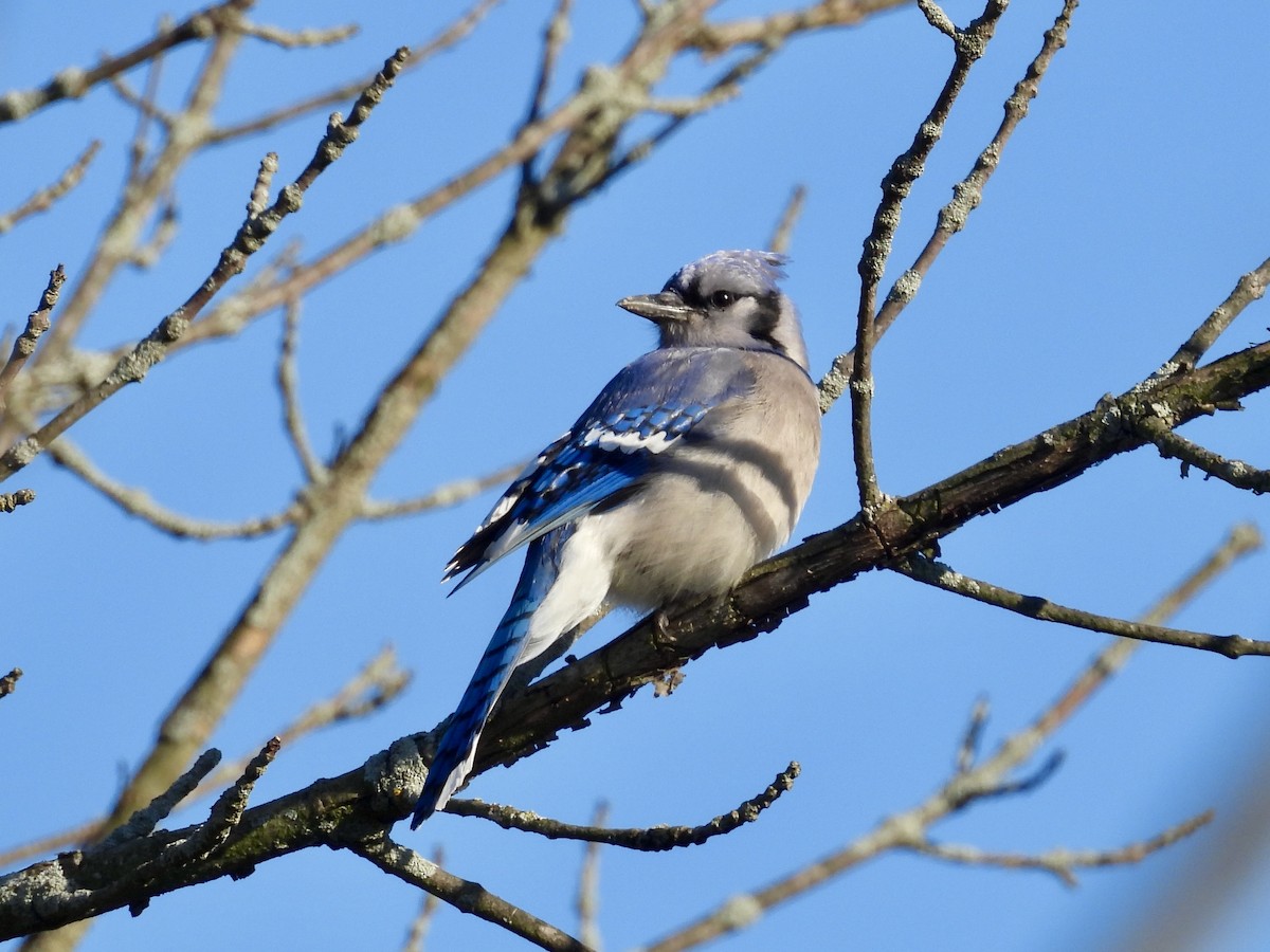 Blauhäher - ML635408446