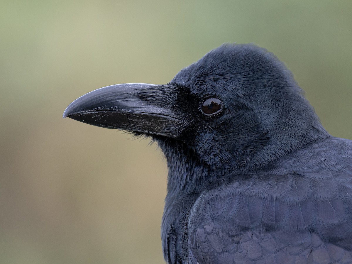 Corbeau à gros bec - ML635408499
