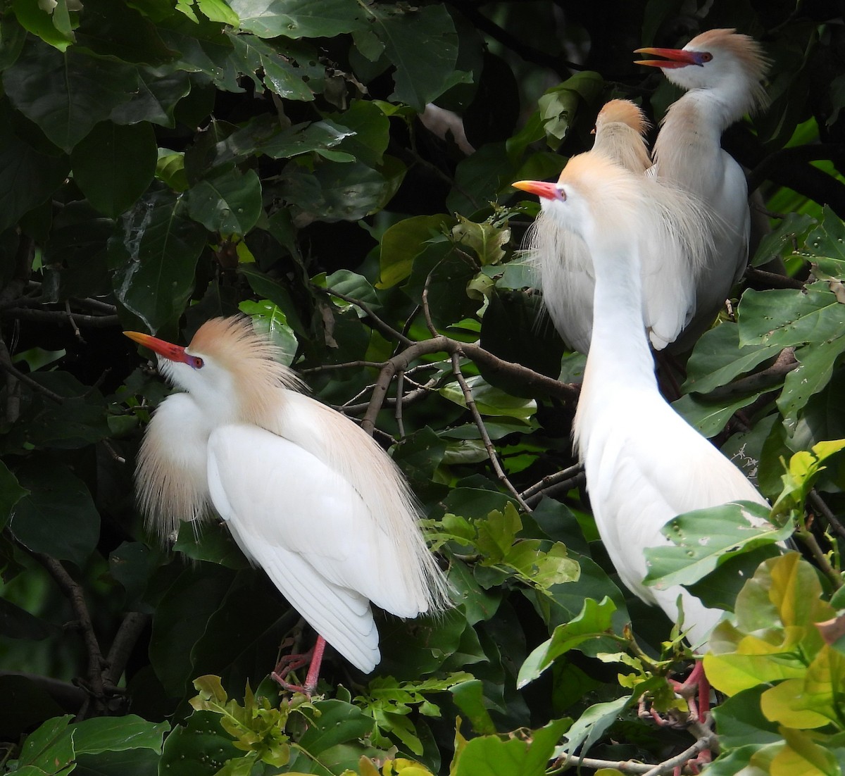 ニシアマサギ - ML635408510