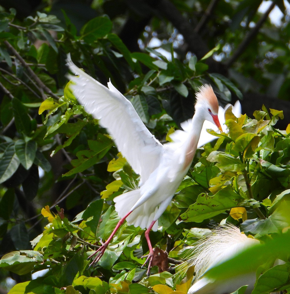 ニシアマサギ - ML635408511