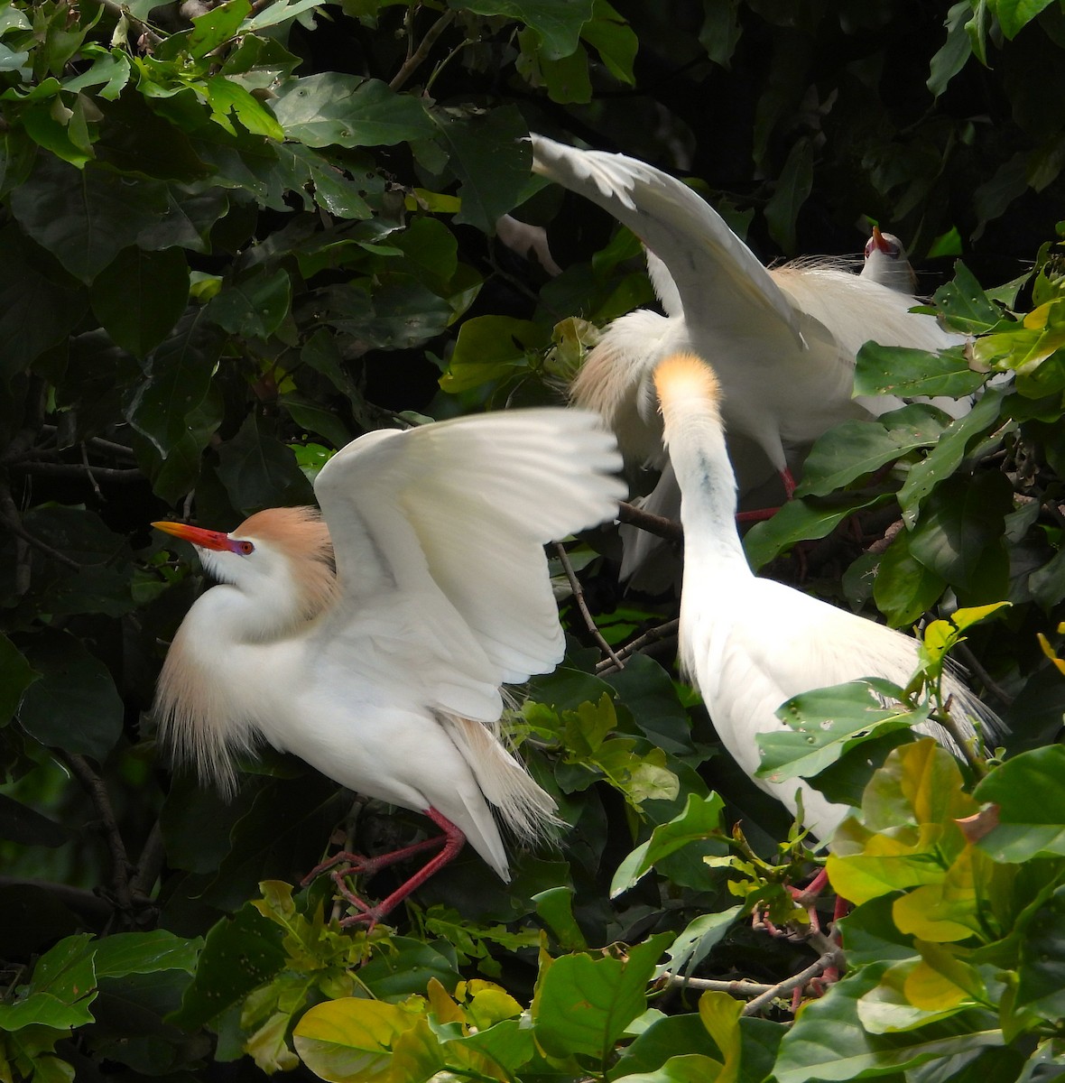 ニシアマサギ - ML635408512