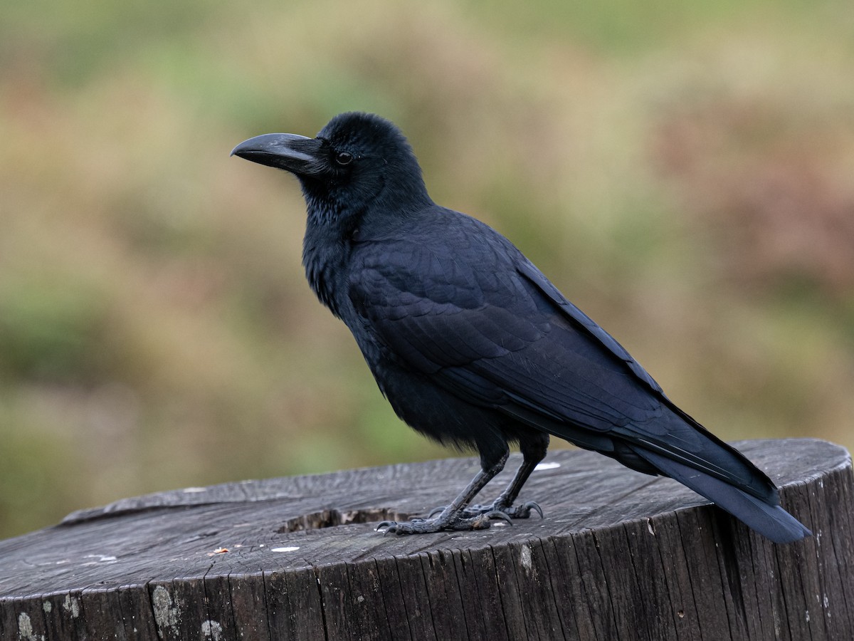 Corbeau à gros bec - ML635408523