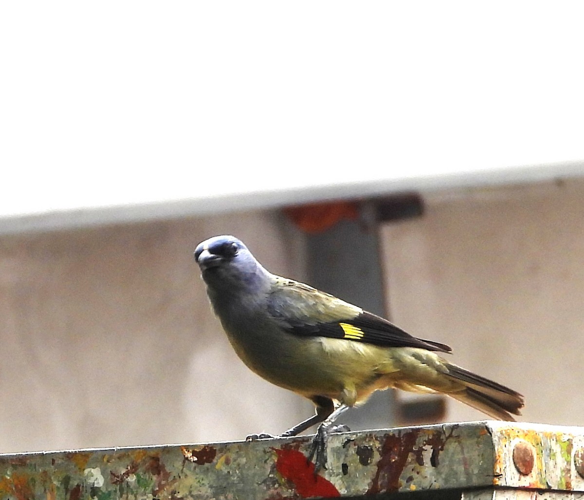 モンキフウキンチョウ - ML635408561