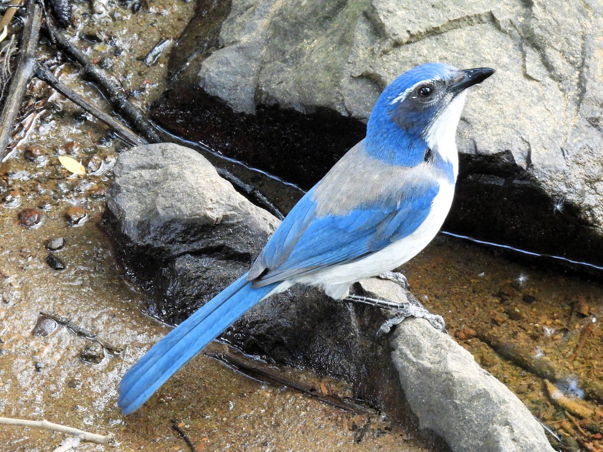 California Scrub-Jay - ML635408586